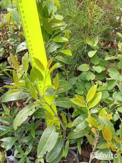 Дереза, ягоды годжи, лавровишня