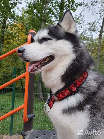 Ошейники, шлейки, поводки, амуниция для собак