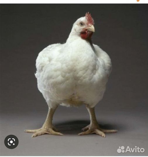 Броллеры Кооб - 500