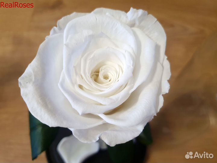 Роза в колбе