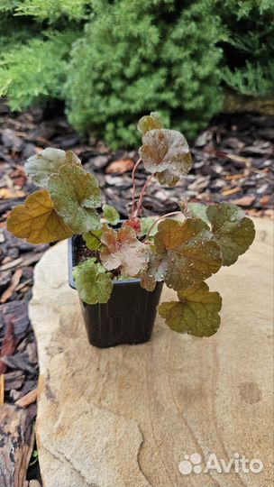 Саженцы гейхеры