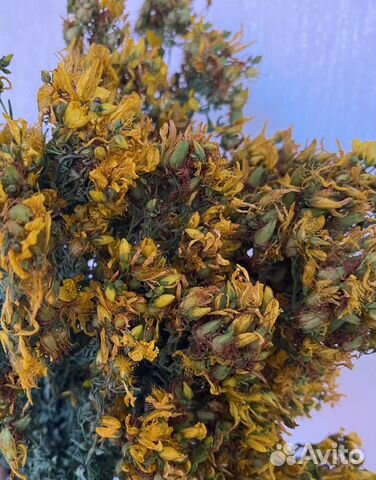 Зверобой. Сбор 2023 г