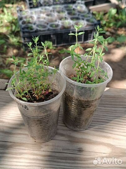 Чабрец, тимьян