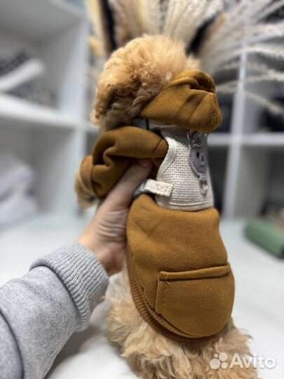 Тедди мальтипу F1 корея и китай