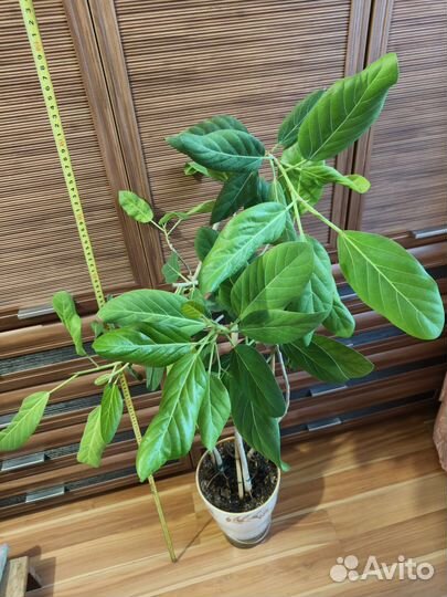 Домашние растения