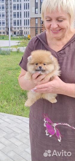 Девочка помераночка с видео