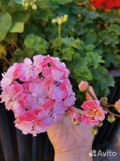 Пеларгония герань