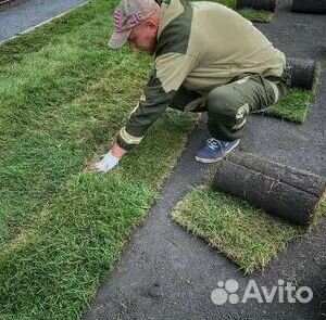 Газон рулонный