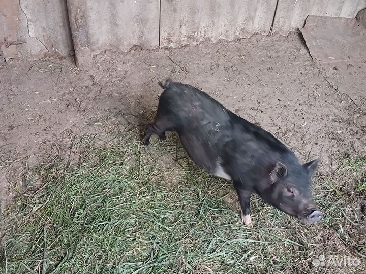 Вьетнамский вислобрюхий хряк