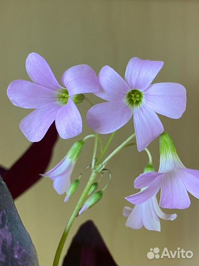 Клевер счастья/оксалис