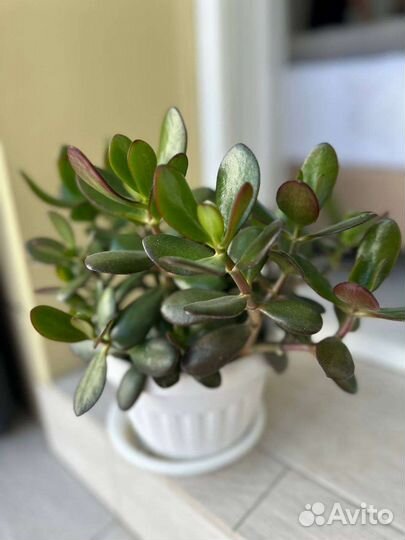 Толстянка крассула денежное дерево