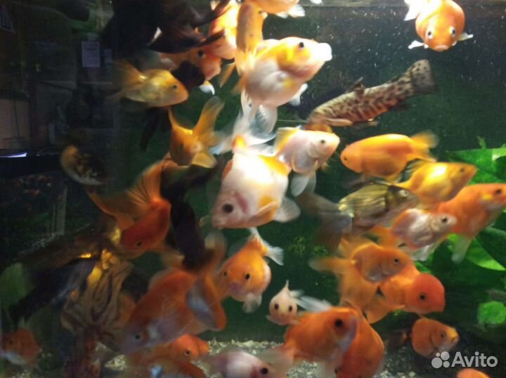 Золотые рыбки
