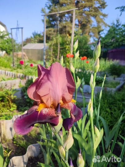 Клематис, роза, ирис,флокс