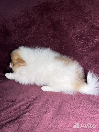 Щенки шпица мини