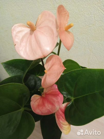 Антуриум Спирт