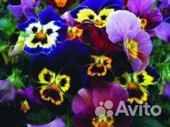 Рассада кусты анютиных глазок (виоллы)