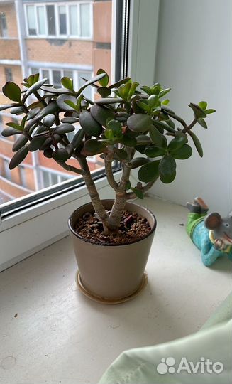 Толстянка денежное дерево крассула