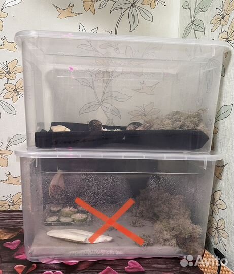 Улитки ахатины иммакулята