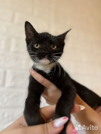 Котята в добрые руки бесплатно