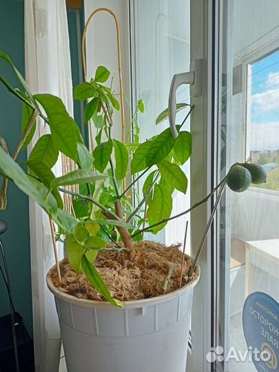 Лимон Мейера