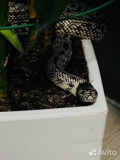 Королевская калифорнийская змея