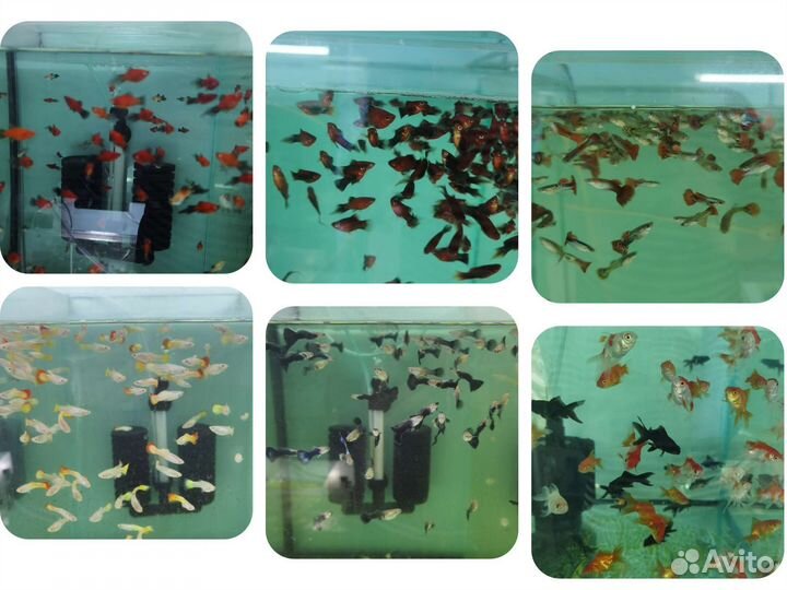 Аквариумные рыбки и креветки