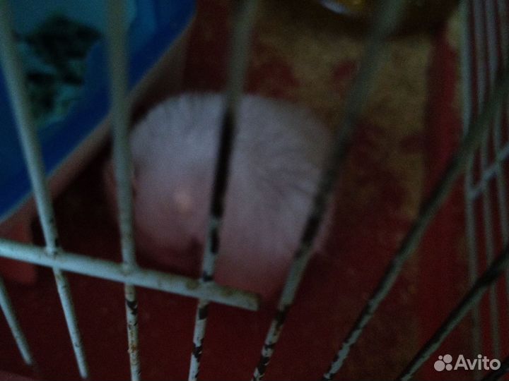 Продам мышат