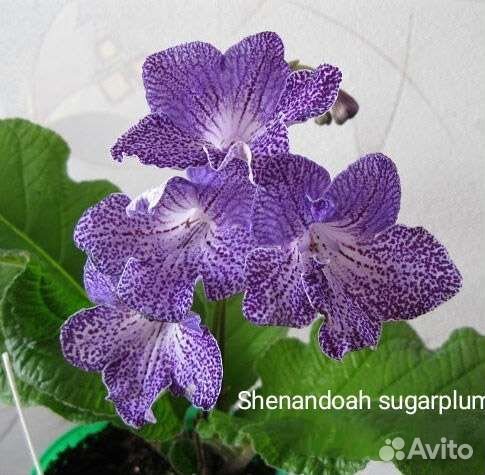 Стрептокарпусы