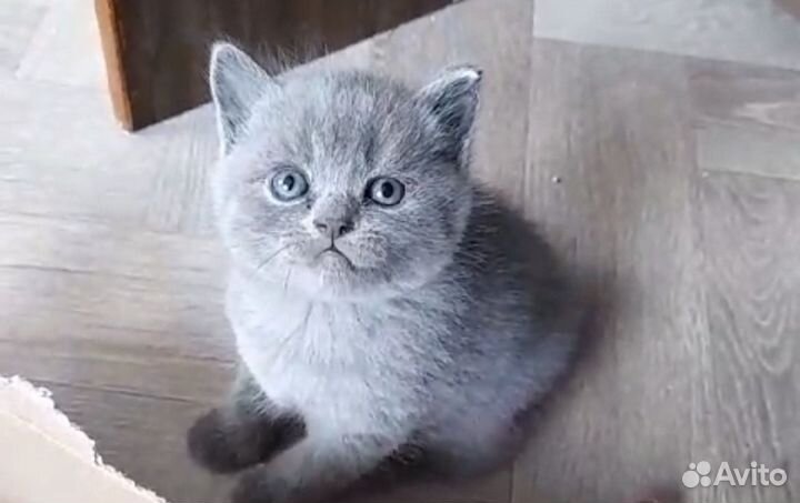Шотландские котята