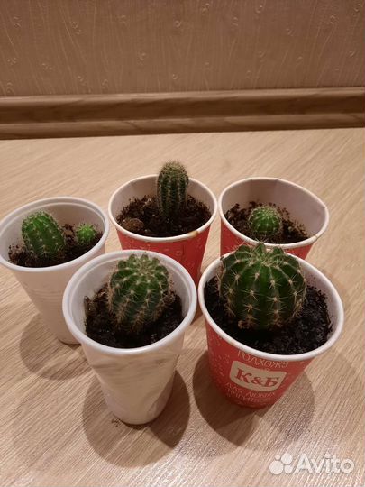 Кактус суккулента толстянка