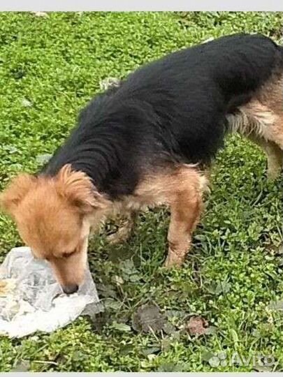 Собака потеряшка или выбросили