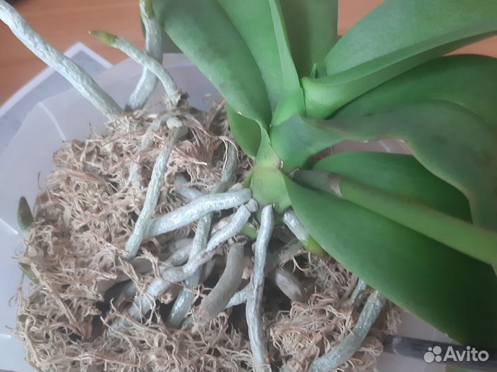 Орхидея фаленопсис