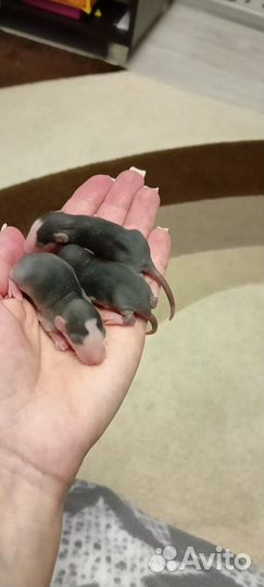 Крысята дамбо