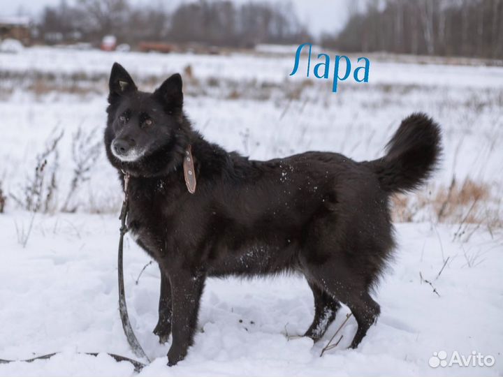 Черные собаки из приюта(много)