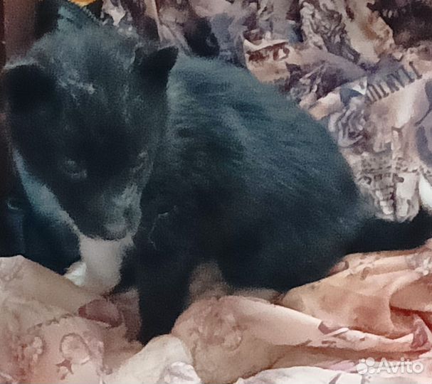 Восточно сибирская лайка