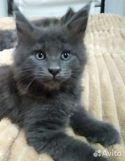 Котята мейн-кун