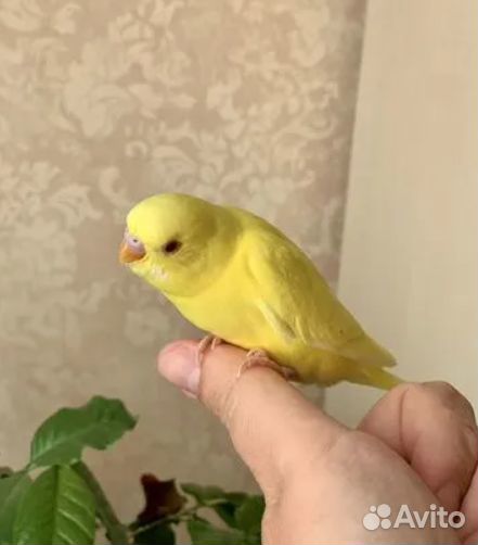 Волнистый попугай ручной