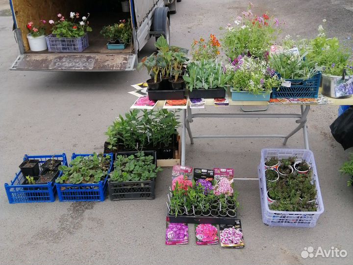 Однолетние и многолетние растения,комнатные цветы