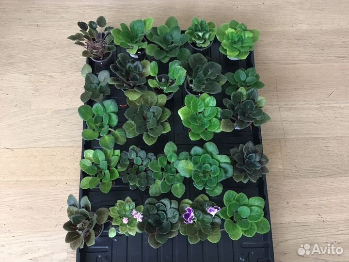 Фиалки детки, стартеры наборами