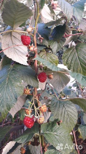 Малина ремонтантная