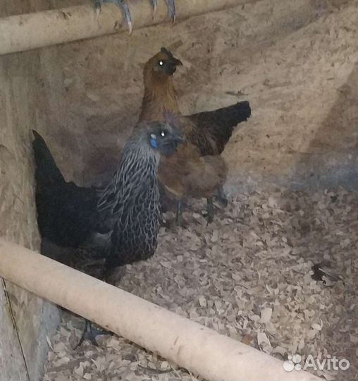 Цыплята Лакеданзи