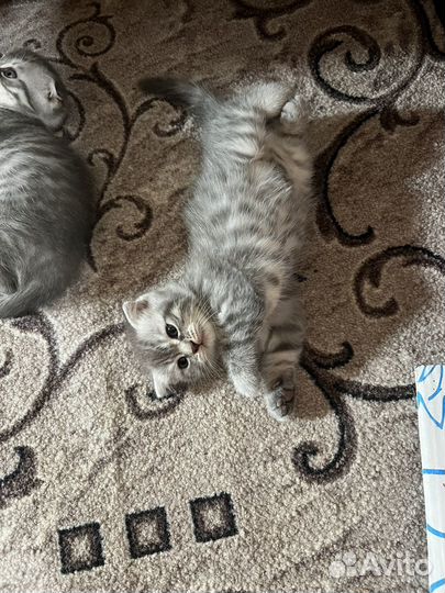 Шотландские вислоухие котята
