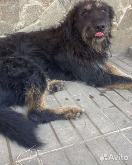 Добрый, большой пёс