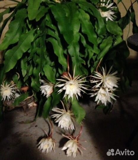 Продам цветы комнатные