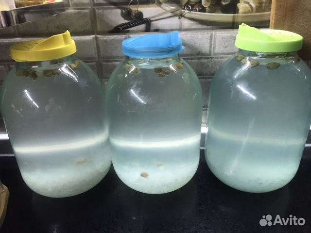 Индийский морской рис