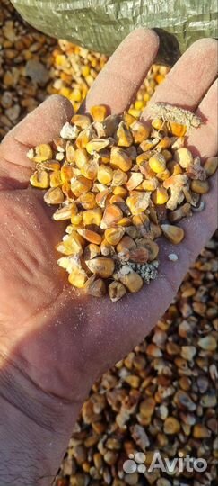 Кукуруза кормовая