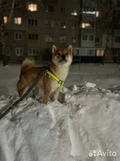 Сиба ину на вязку