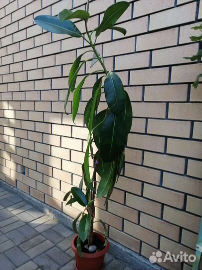 Фикус бенджамина и каучуконосный