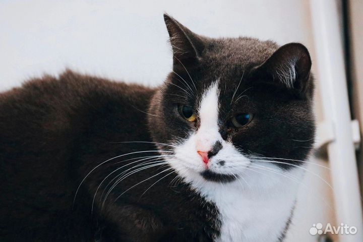 Коты в добрые руки