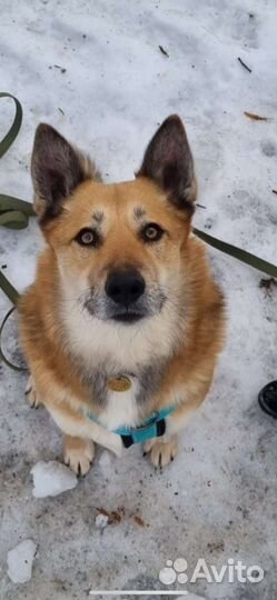 Собака Ханни в добрые руки